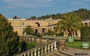 Robellini Palm Gardening Guide – 101 Tips and Tools