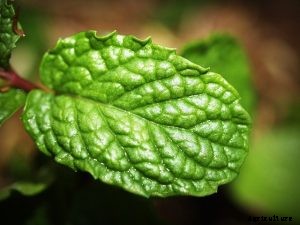 Mint Flowers: Uses and Care Guide