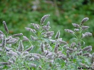 Mint Flowers: Uses and Care Guide