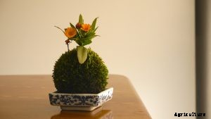 Growing Moss Indoors – Simple and Fun