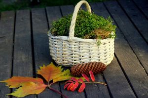 Growing Moss Indoors – Simple and Fun