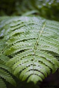 Silver Lace Fern Care and Growing Guide