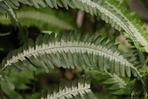 Silver Lace Fern Care and Growing Guide