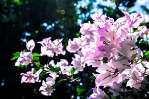 Bugambilia Grow and Care Guide | Bringing Color to Your Home and Garden