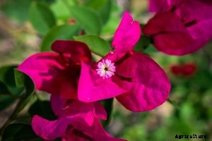 Bugambilia Grow and Care Guide | Bringing Color to Your Home and Garden