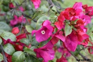Bugambilia Grow and Care Guide | Bringing Color to Your Home and Garden