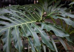 Philodendron Bipinnatifidum | The Ultimate Care Guide