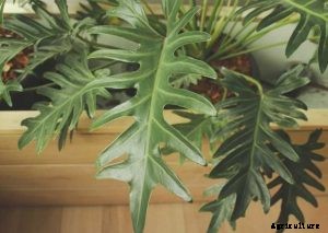 Philodendron Bipinnatifidum | The Ultimate Care Guide