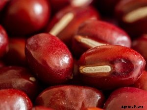 Growing Adzuki Beans in Your Garden