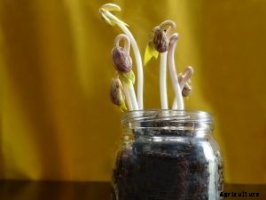 Growing Adzuki Beans in Your Garden