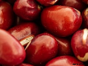 Growing Adzuki Beans in Your Garden