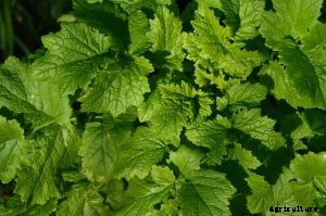 Chinese Celery is a New Herb for Your Garden