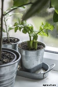 Chinese Celery is a New Herb for Your Garden
