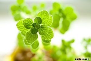 Vicks Plant: Your Guide to Growing It Yourself!