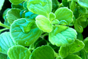 Vicks Plant: Your Guide to Growing It Yourself!