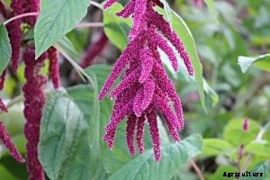 Red Amaranth Growing Guide – Top Tips and Tricks