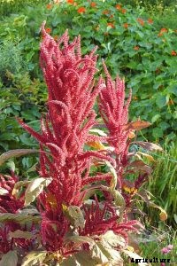 Red Amaranth Growing Guide – Top Tips and Tricks