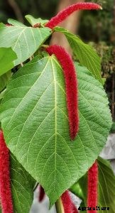 Red Amaranth Growing Guide – Top Tips and Tricks
