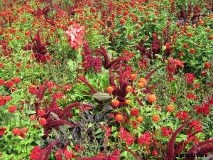 Red Amaranth Growing Guide – Top Tips and Tricks