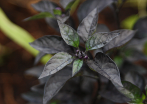 Syngonium Erythrophyllum: Comprehensive Plant Guide for the Red Arrow Vine