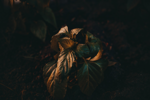 Syngonium Erythrophyllum: Comprehensive Plant Guide for the Red Arrow Vine