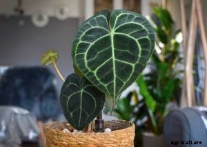 Anthurium Clarinervium | Complete Grow and Care Guide