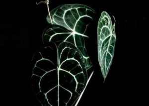 Anthurium Clarinervium | Complete Grow and Care Guide