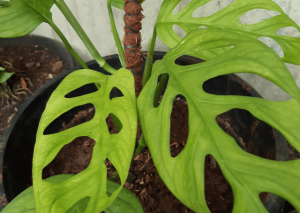 Monstera Dubia | Grow and Care Guide with Tips & Tricks