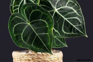 Anthurium Clarinervium | Complete Grow and Care Guide