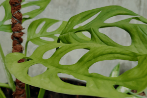 Monstera Dubia | Grow and Care Guide with Tips & Tricks