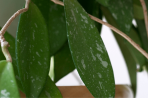 Hoya Pubicalyx | Essential Grow and Care Guide