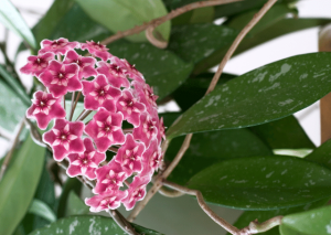 Hoya Pubicalyx | Essential Grow and Care Guide