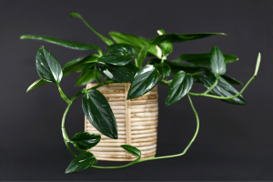Monstera Standleyana | Grow and Care Guide with Tips & Tricks