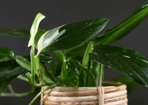 Monstera Standleyana | Grow and Care Guide with Tips & Tricks
