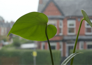 Monstera Siltepecana | The Complete Grow and Care Guide