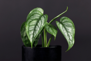 Monstera Siltepecana | The Complete Grow and Care Guide