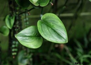 Scindapsus Treubii: Complete Guide to This Rare Houseplant