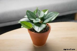 Scindapsus Treubii: Complete Guide to This Rare Houseplant