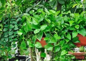 Scindapsus Treubii: Complete Guide to This Rare Houseplant