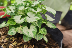 Philodendron Brandtianum: Attractive Tropical Plant