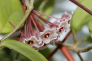 Hoya Wayetii | Grow and Care Guide with Tips & Tricks