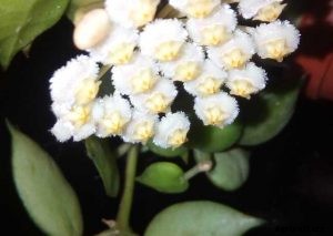 Hoya Lacunosa | The Complete Grow and Care Guide