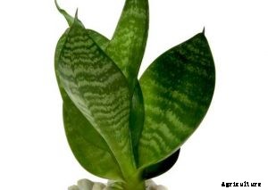 Whale Fin Sansevieria | Ultimate Grow and Care Guide