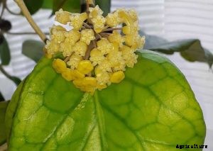 Hoya Lacunosa | The Complete Grow and Care Guide