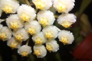 Hoya Lacunosa | The Complete Grow and Care Guide