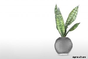 Whale Fin Sansevieria | Ultimate Grow and Care Guide