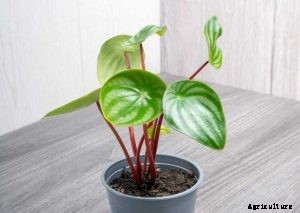 Watermelon Peperomia: Houseplant Growing Guide