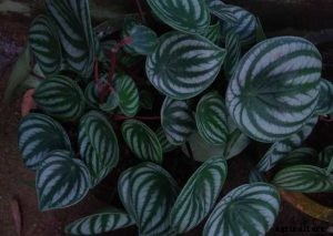 Watermelon Peperomia: Houseplant Growing Guide