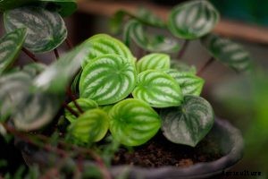 Watermelon Peperomia: Houseplant Growing Guide
