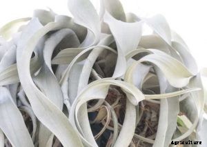 Tillandsia Xerographica | Essential Plant Care Guide